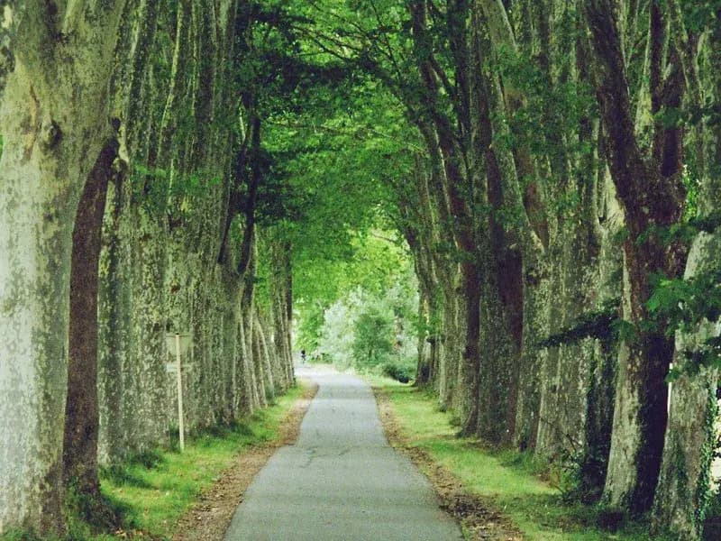 VTT sur un sentier en forêt de montagne, comme dans les Pyrénées ariégeoises