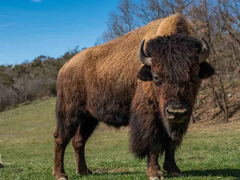 Granja de bisons a Arieja, sortida intergeneracional a la natura