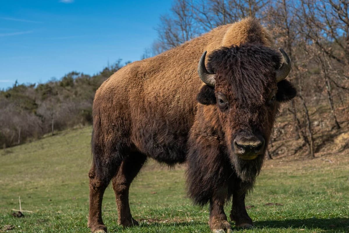 Ferme aux Bisons